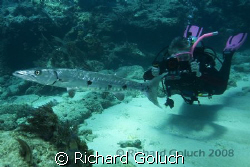 Diver taking footage of the Great Barracuda-Canon 5D-17-4... by Richard Goluch 